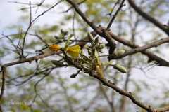 Eriolaena quinquelocularis